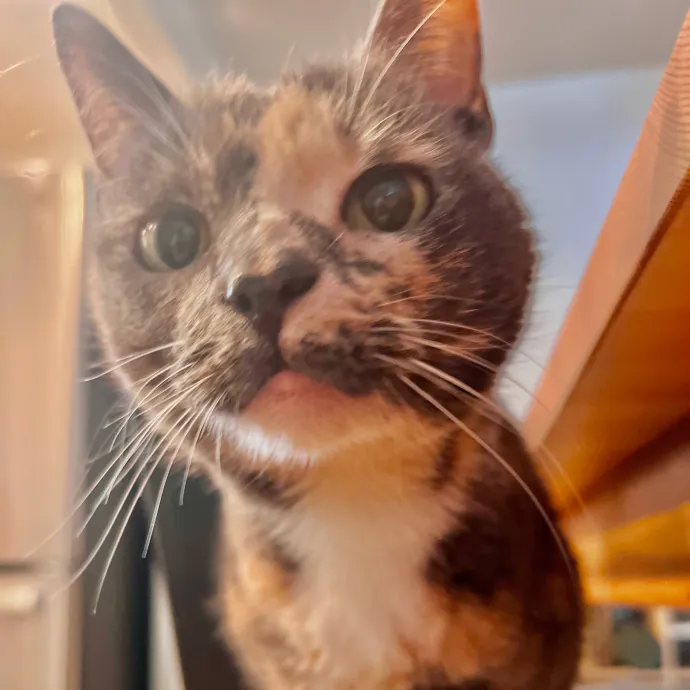 Sherman Oaks Cat Care