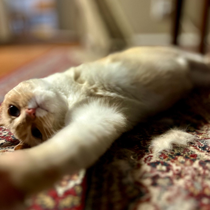 Sherman Oaks Cat Care