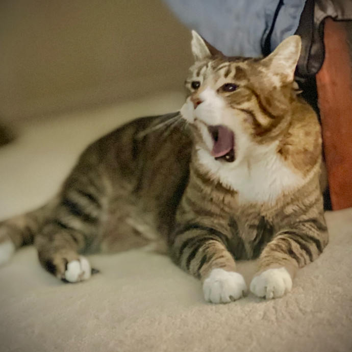 Sherman Oaks Cat Care