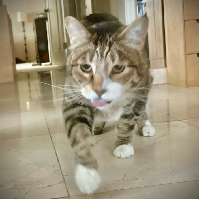Sherman Oaks Cat Care