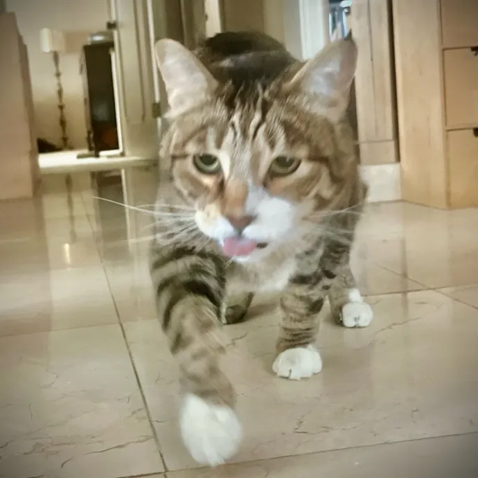 Sherman Oaks Cat Care