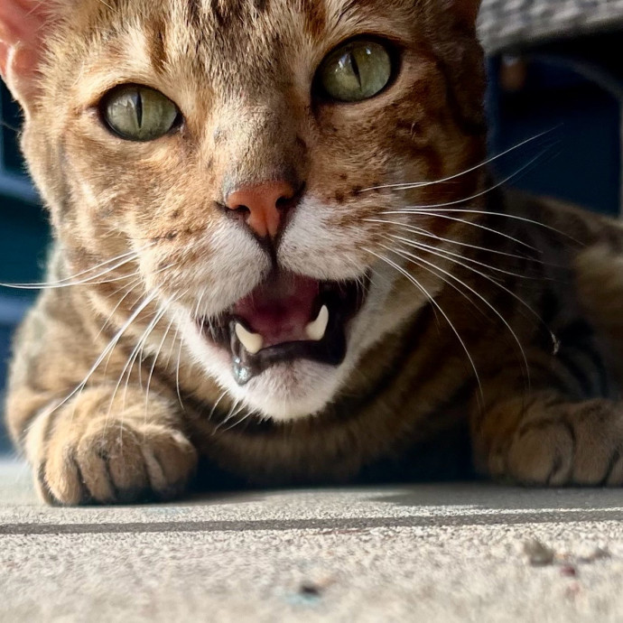 Sherman Oaks Cat Care