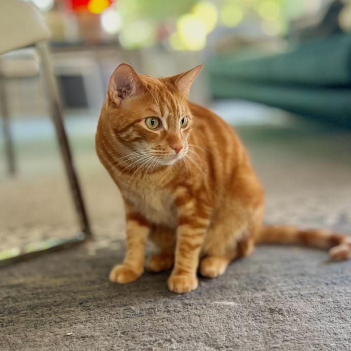 Sherman Oaks Cat Care