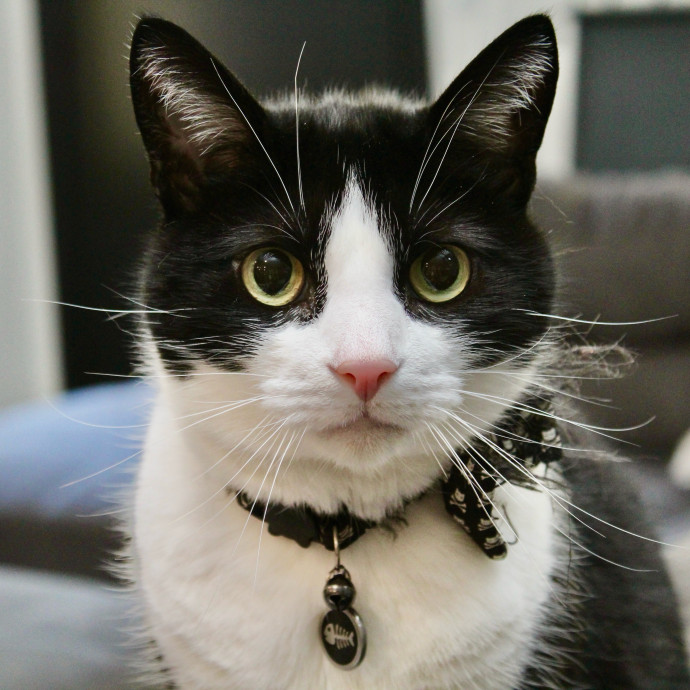 Sherman Oaks Cat Care