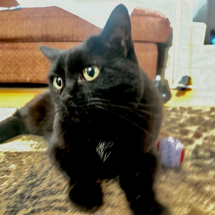 Sherman Oaks Cat Care