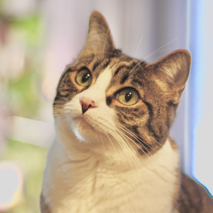Sherman Oaks Cat Care