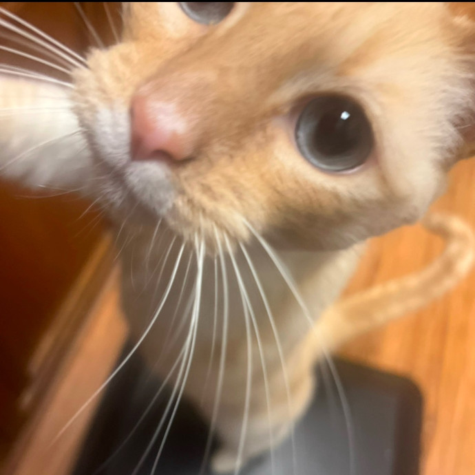 Sherman Oaks Cat Care