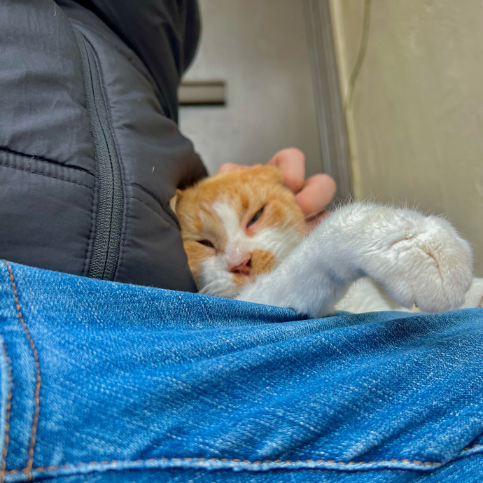 Sherman Oaks Cat Care