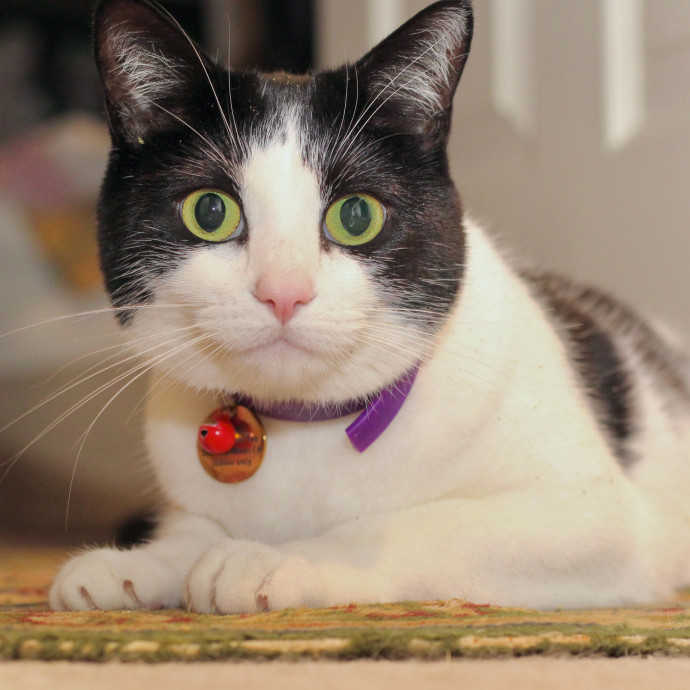 Sherman Oaks Cat Care