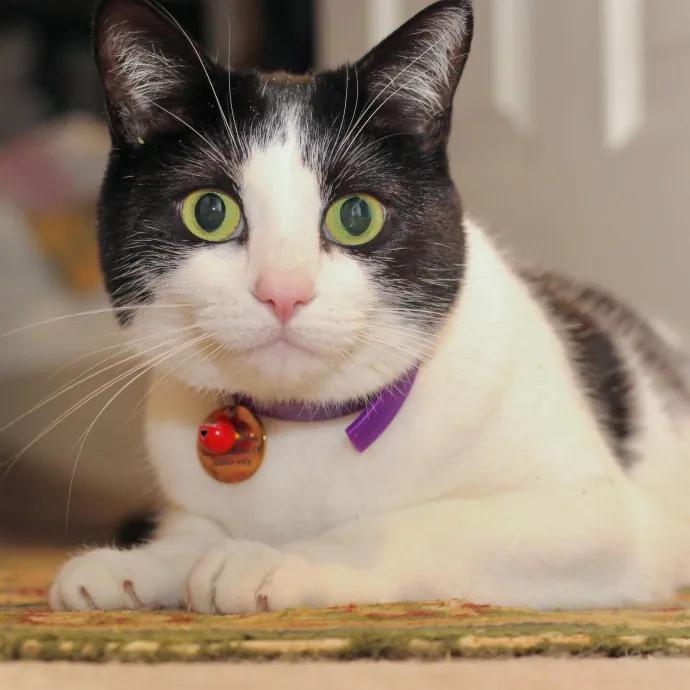 Sherman Oaks Cat Care