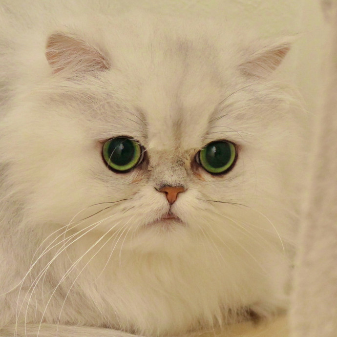 Sherman Oaks Cat Care