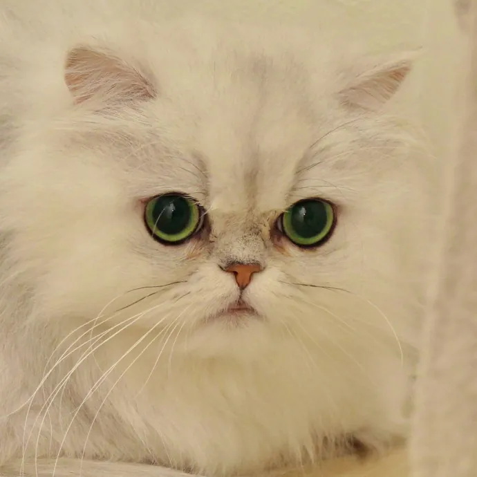 Sherman Oaks Cat Care