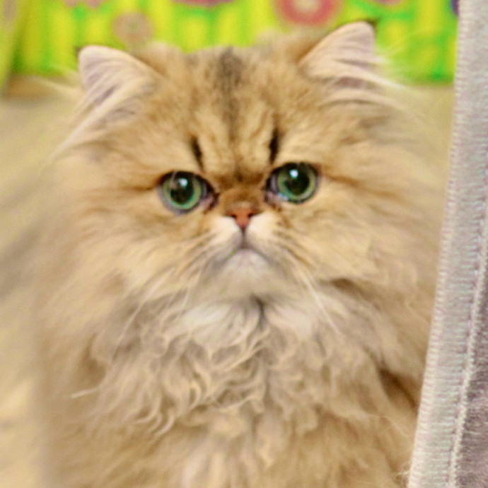 Sherman Oaks Cat Care