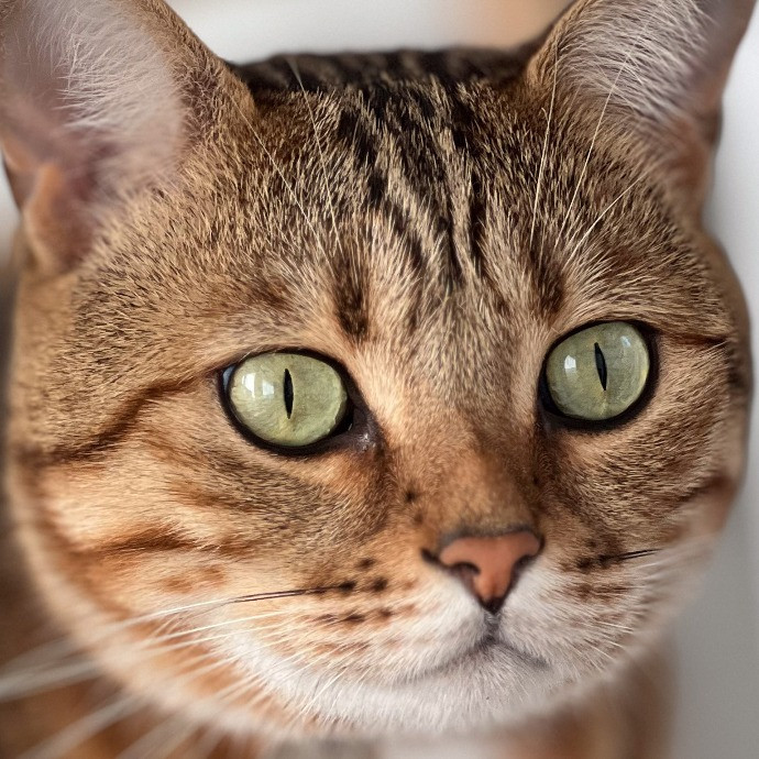 Sherman Oaks Cat Care