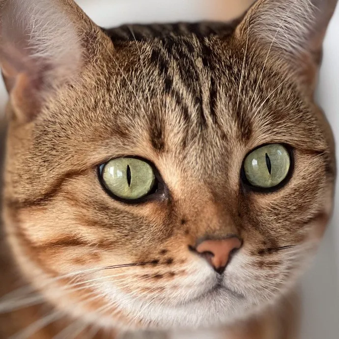Sherman Oaks Cat Care