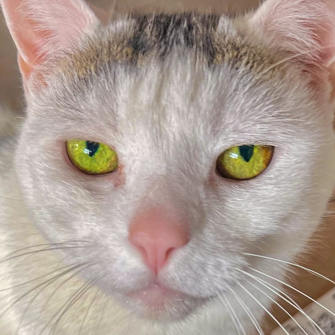 Sherman Oaks Cat Care