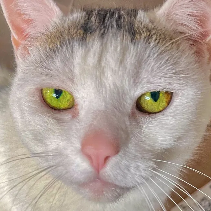 Sherman Oaks Cat Care