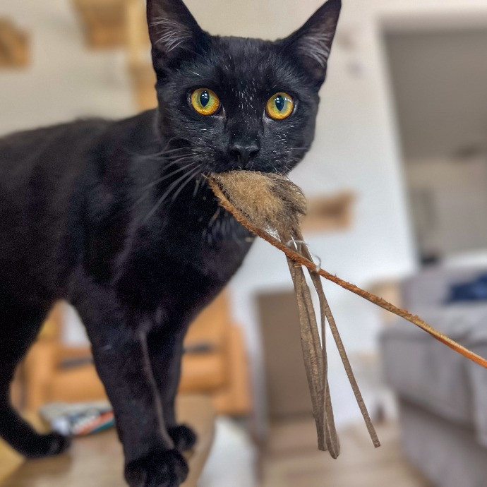 Sherman Oaks Cat Care