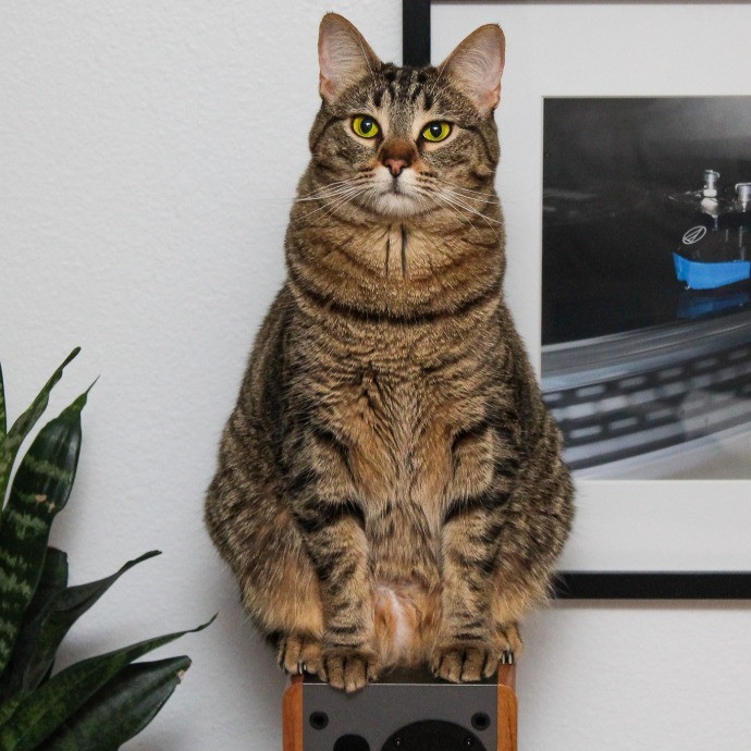 Sherman Oaks Cat Care