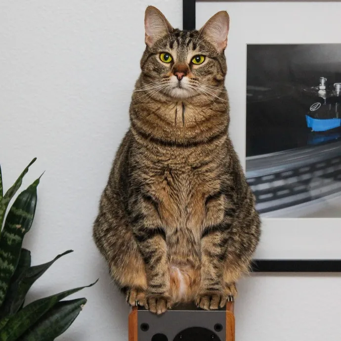 Sherman Oaks Cat Care