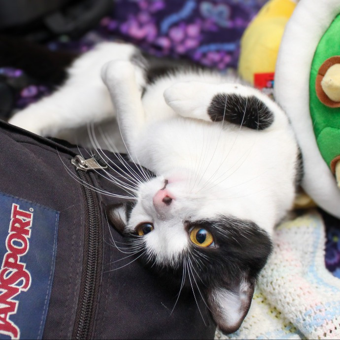 Sherman Oaks Cat Care