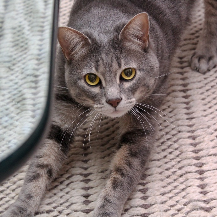Sherman Oaks Cat Care