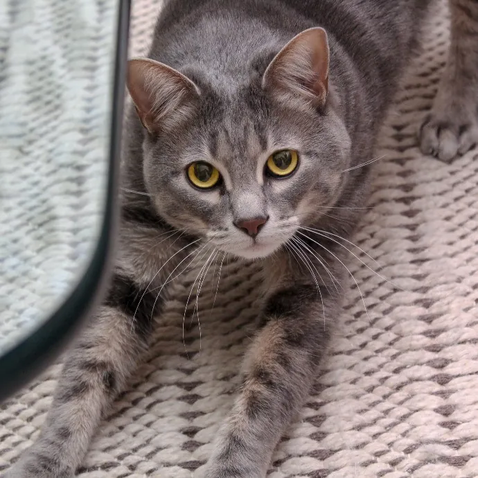 Sherman Oaks Cat Care
