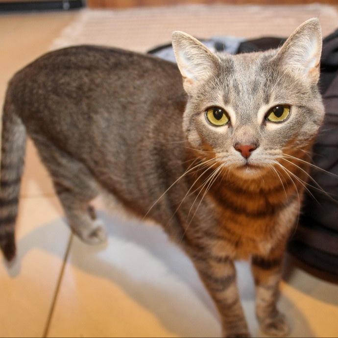 Sherman Oaks Cat Care