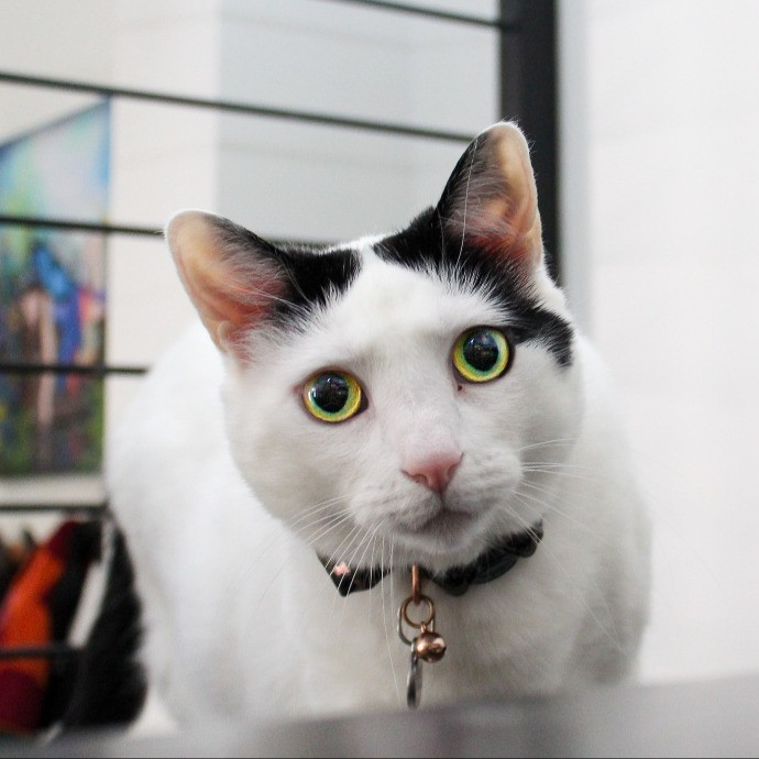 Sherman Oaks Cat Care