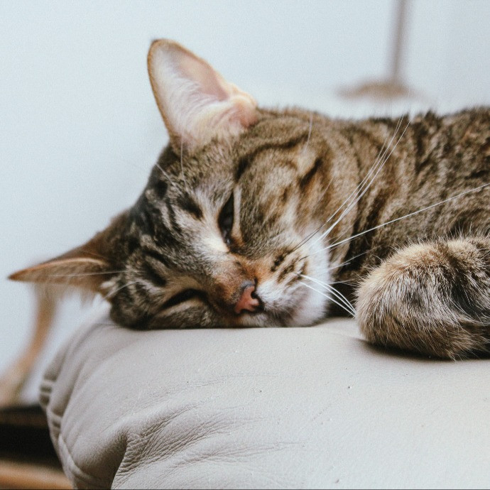 Sherman Oaks Cat Care