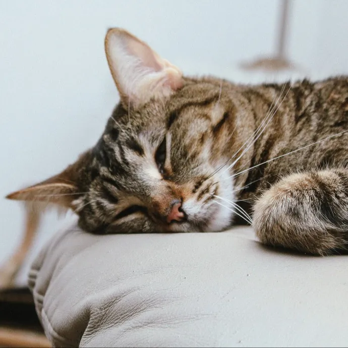 Sherman Oaks Cat Care
