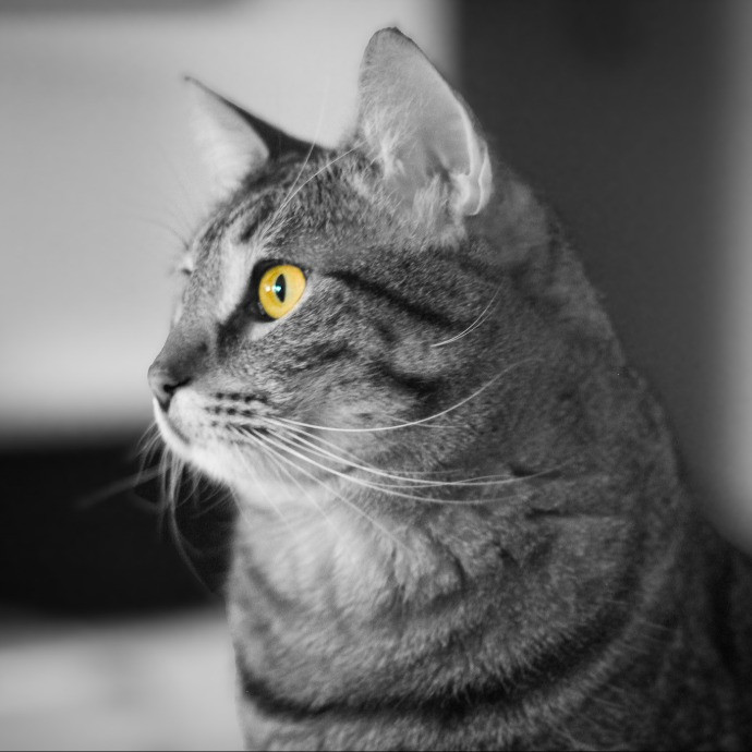 Sherman Oaks Cat Care