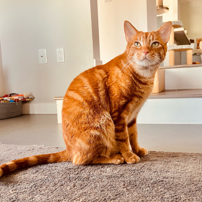 Sherman Oaks Cat Care