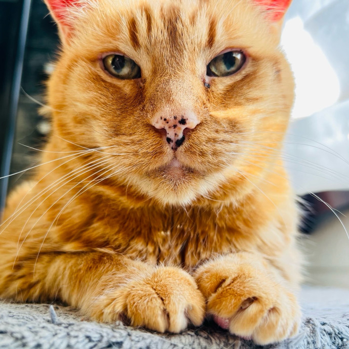 Sherman Oaks Cat Care