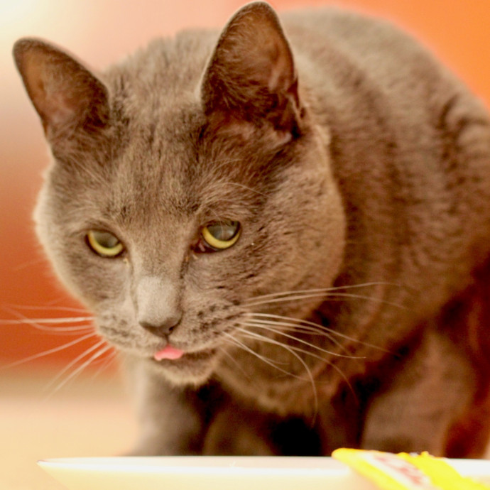 Sherman Oaks Cat Care