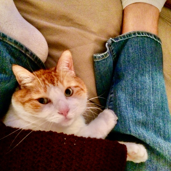 Sherman Oaks Cat Care