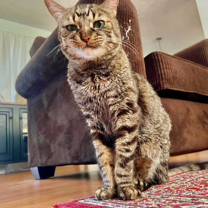 Sherman Oaks Cat Care