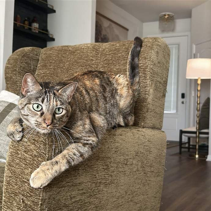 Auntie Caity's Pet Sitting photo 2