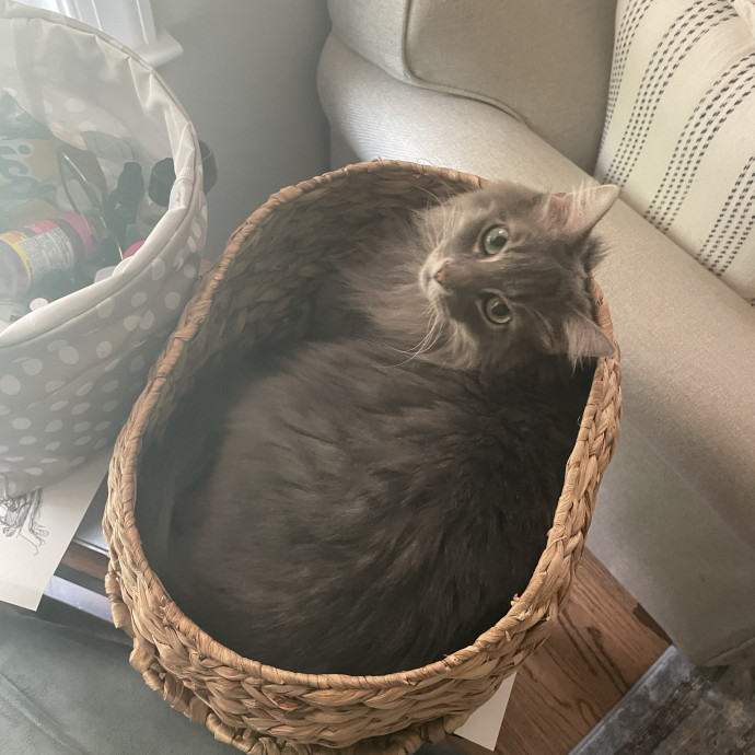 I'm A Cat Lover Through And Through