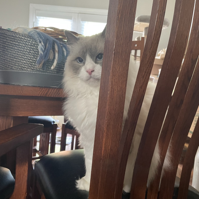I'm A Cat Lover Through And Through photo 3