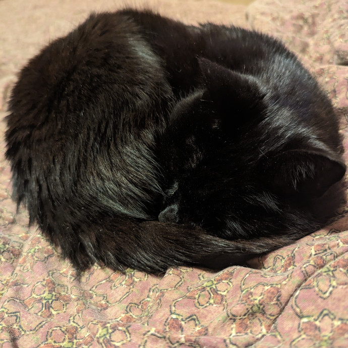 In Need Of Cat Time photo 3