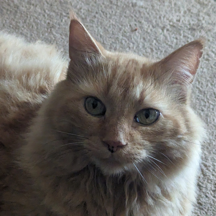 In Need Of Cat Time photo 2