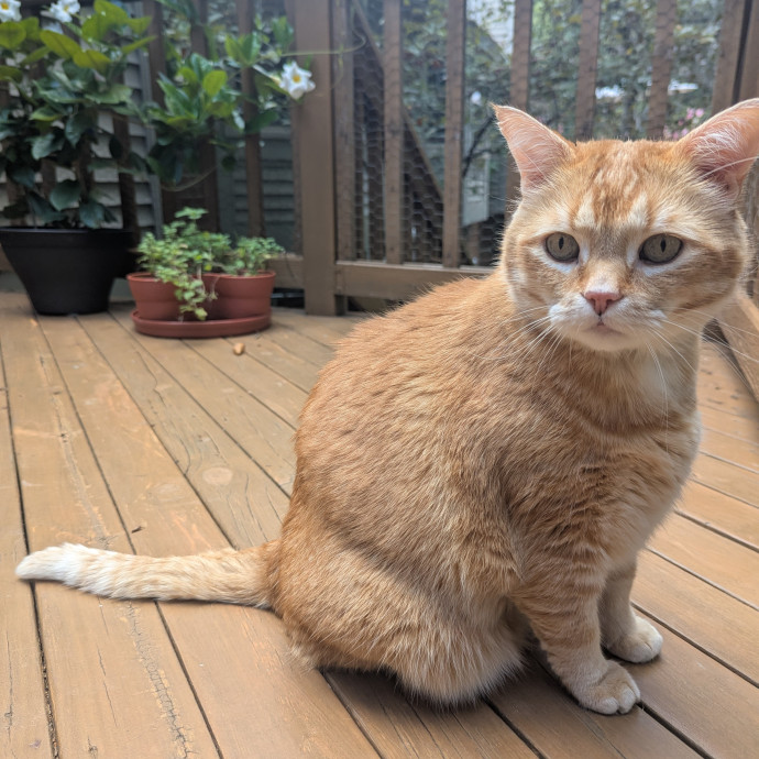 In Need Of Cat Time