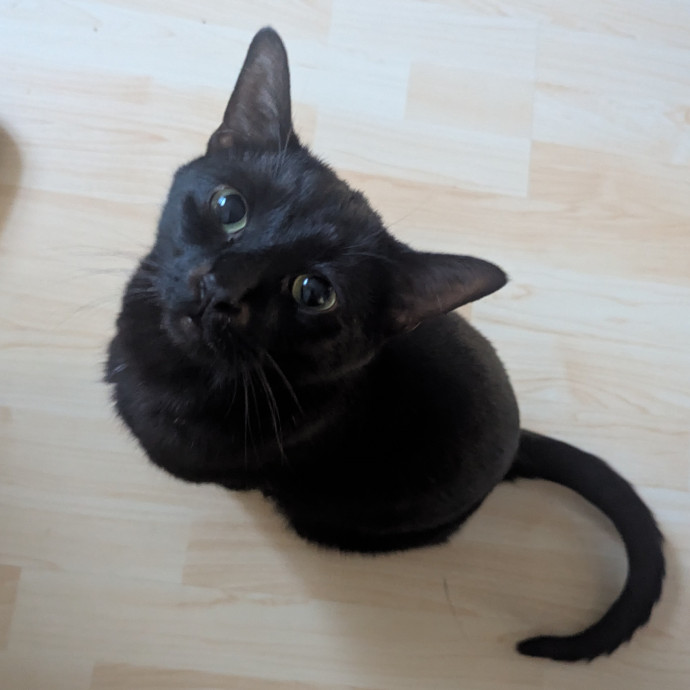 In Need Of Cat Time