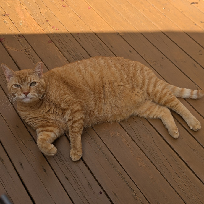 In Need Of Cat Time photo 2