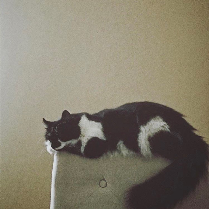Cozy Cat Care
