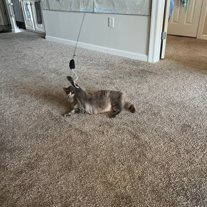 Cozy Cat Care