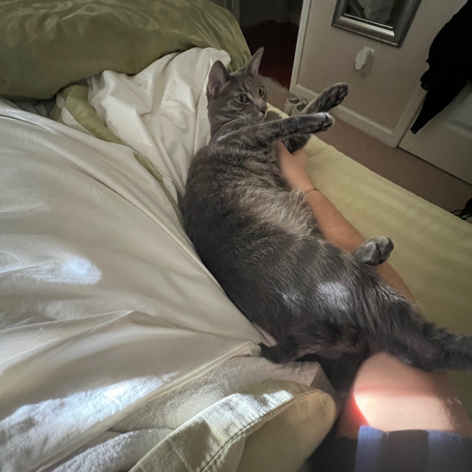 Cozy Cat Care