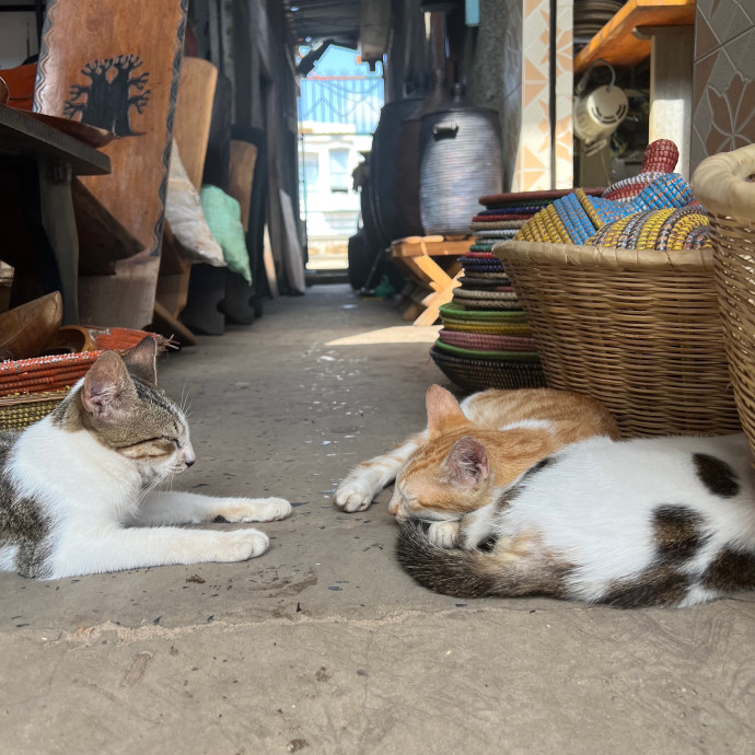 Cozy Cat Care