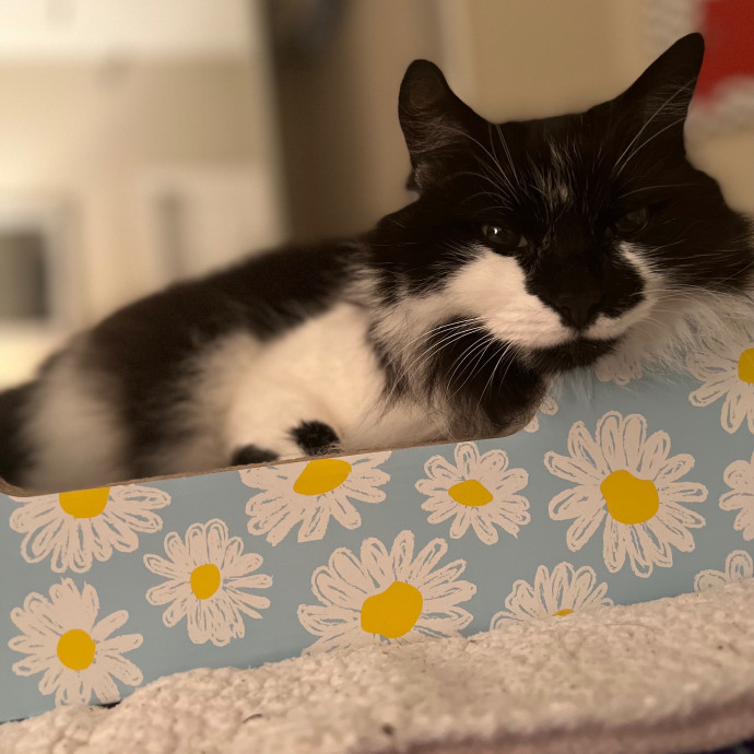 Cozy Cat Care